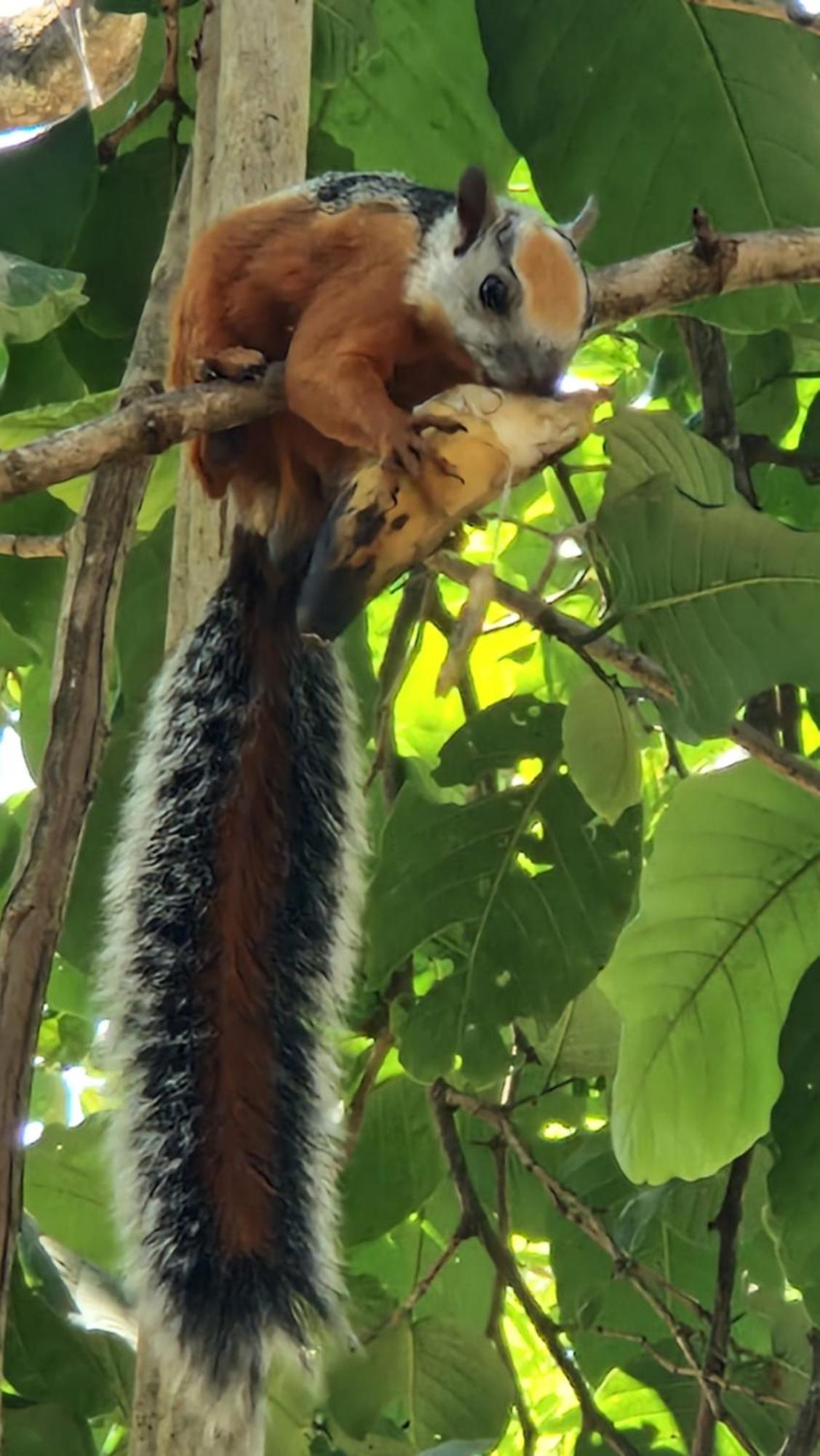 Villasjungle 2 Samara Bagian luar foto