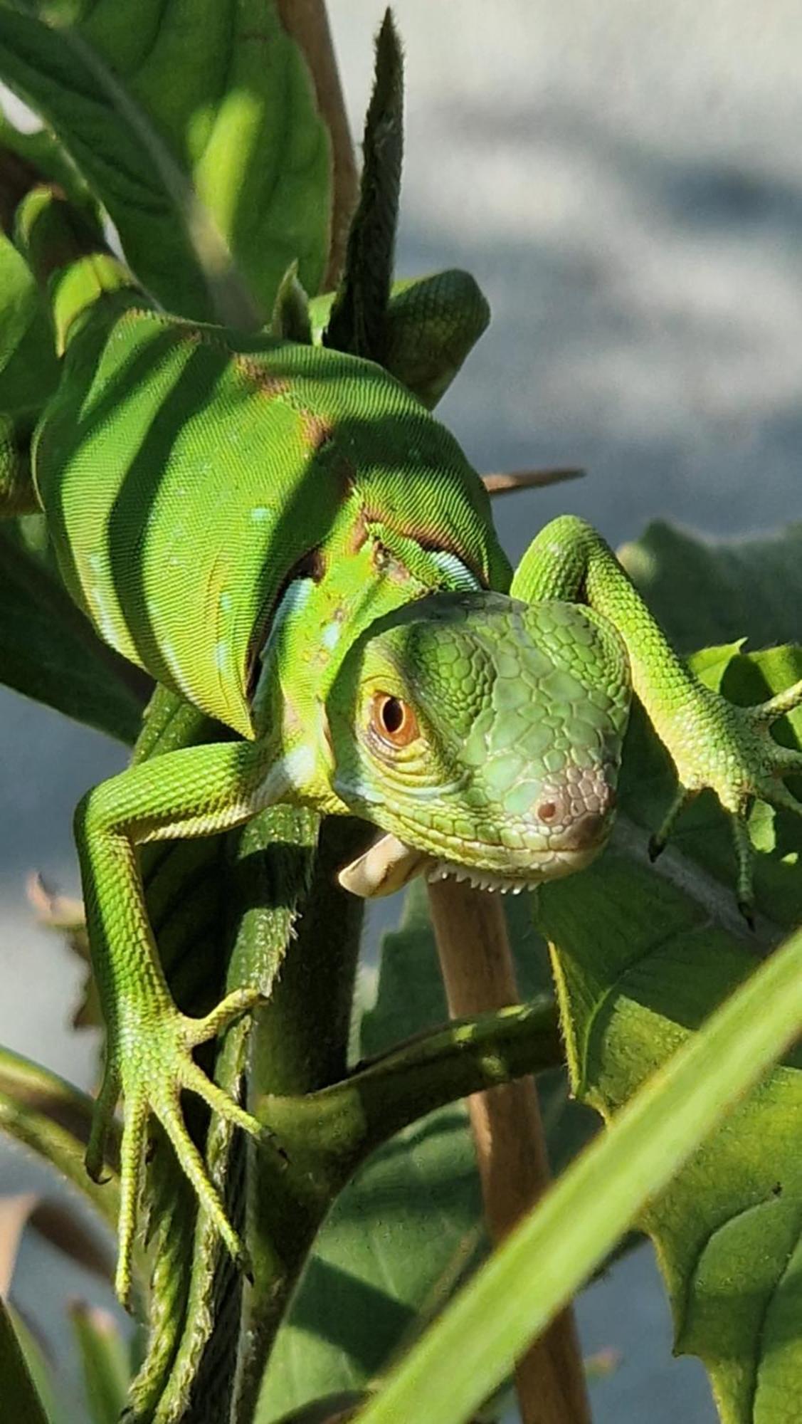 Villasjungle 2 Samara Bagian luar foto